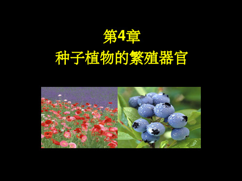 《植物学教学资料》第四章 第一、二节 花