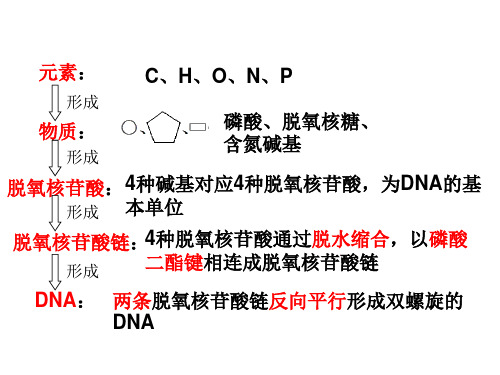 高中生物必修二 DNA的结构、复制、定义