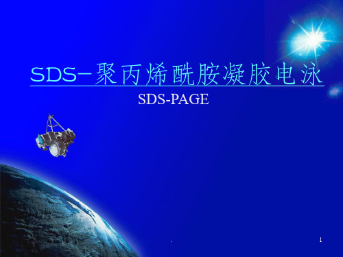 SDS-PAGE 原理 步骤 详细介绍 含图片ppt课件