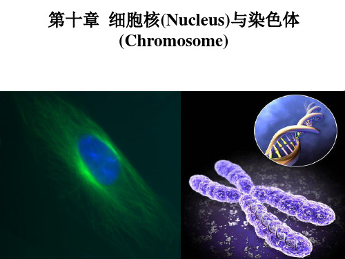 第十章 细胞核与染色体2009