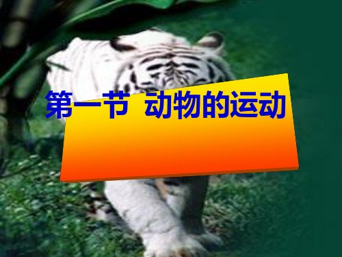 动物的运动PPT课件9 人教版