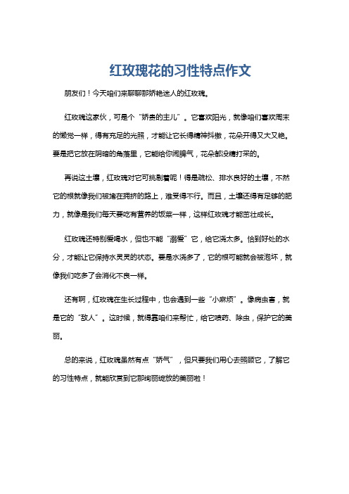 红玫瑰花的习性特点作文