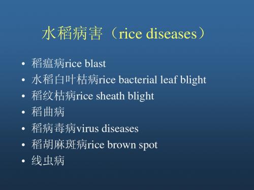 水稻病害(rice