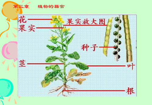 药用植物的根和茎PPT课件