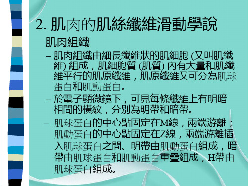 肌肉的肌丝纤维滑动学说