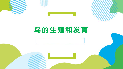 人教版生物八年级下册  7.1.4  鸟的生殖和发育