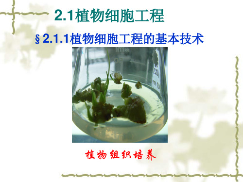 植物细胞工程基本技术 课件 (共29张PPT)