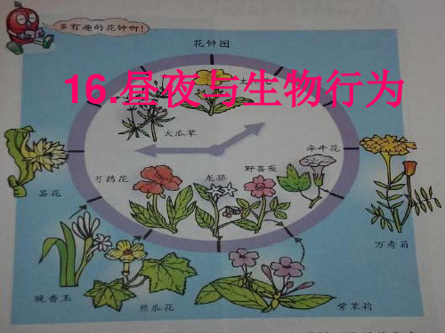 (精选)四年级科学上册第16课昼夜与生物行为 PPT精品课件1冀教版