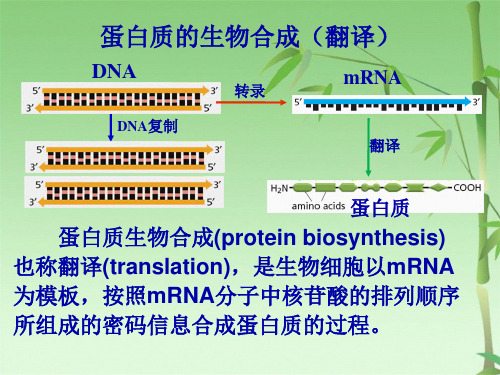 蛋白质生物合成(1)(共69张PPT)