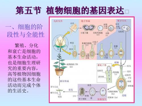 第一章-植物细胞的结构和功能3