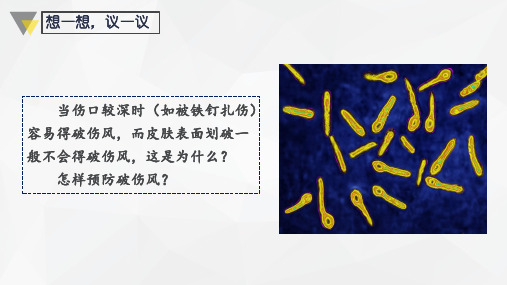 5.4.2  细菌  课件-人教版生物八年级上册