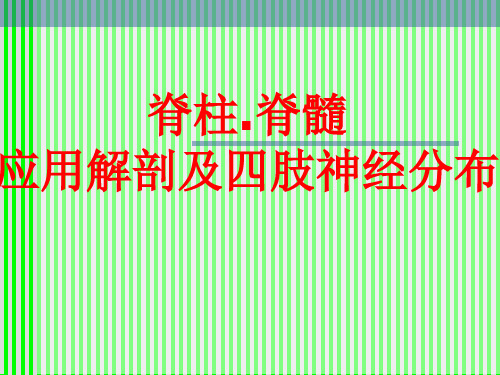 脊柱解剖与神经分布PPT课件