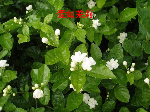 公开课《爱如茉莉》PPT课件