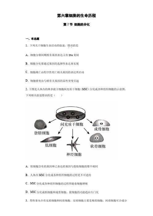 高中生物第一册 6 2 细胞的分化 练习 (含思维导图)