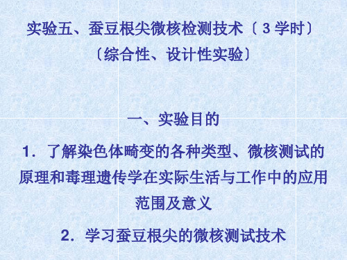 实验蚕豆根尖微核检测技术