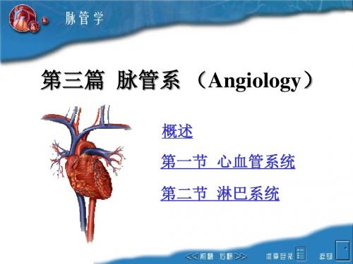 动物解剖学第三篇脉管系