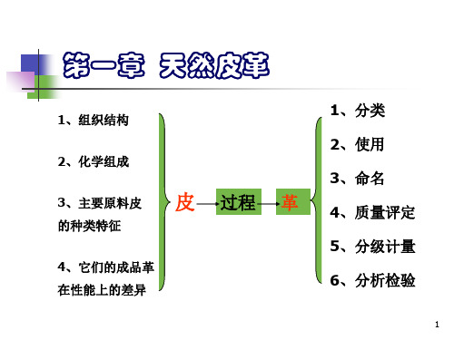 常用原料皮的分类及特征课件