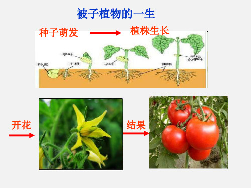 人教版七年级上册第三单元第二章第三节 开花和结果课件(共19张PPT)