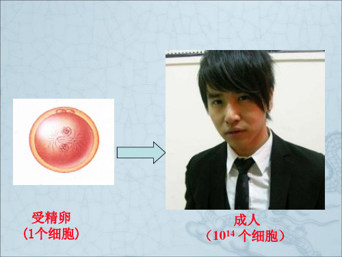 细胞增殖ppt45 苏教版