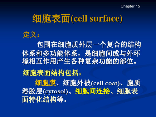 第15章 细胞连接