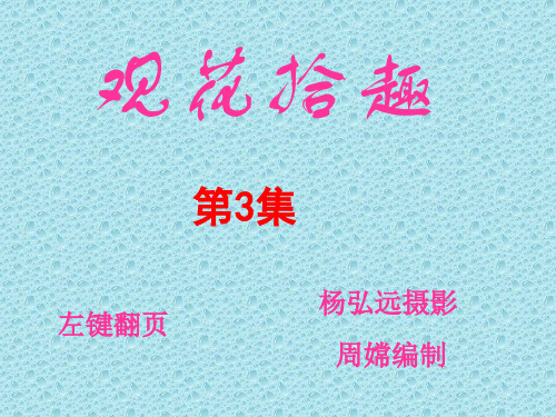 观花拾趣第3集