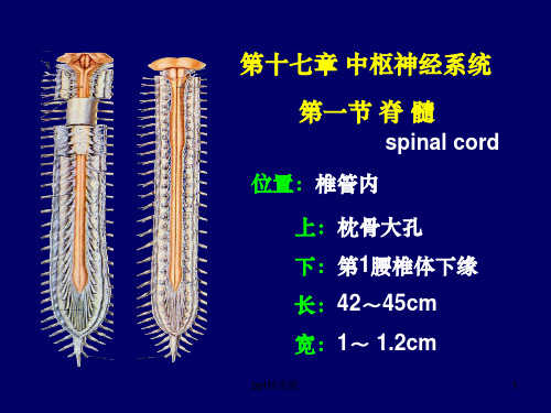 人体解剖学_中枢神经系统PPT课件