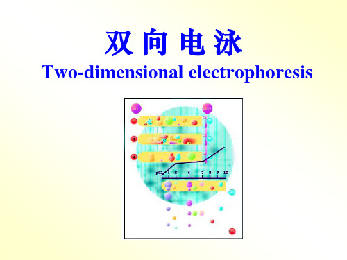 双向电泳-于