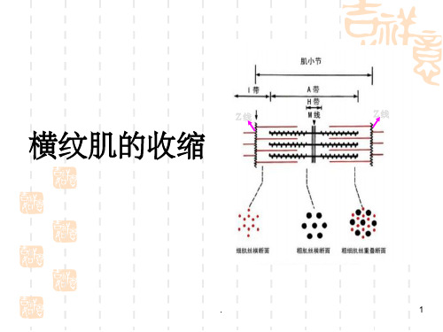 横纹肌的收缩PPT课件