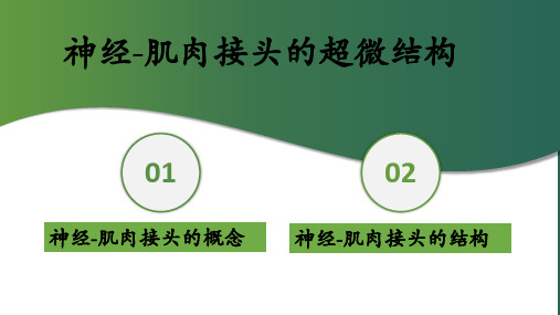 细胞的基本功能—骨骼肌的收缩功能(正常人体机能课件)