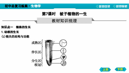 中考生物复习被子植物的一生