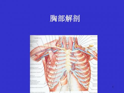 (医学课件)胸部解剖医学课件