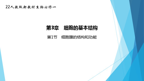 22人教版新教材生物必修一课件--细胞膜的结构和功能