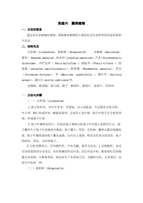 试验六蕨类植物