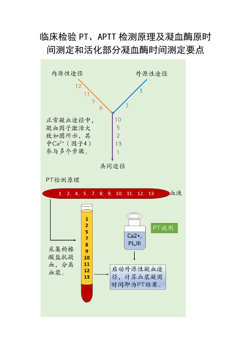 临床检验PT、APTT检测原理及凝血酶原时间测定和活化部分凝血酶时间测定要点