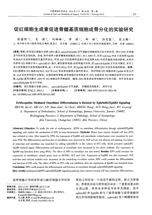 促红细胞生成素促进骨髓基质细胞成骨分化的实验研究