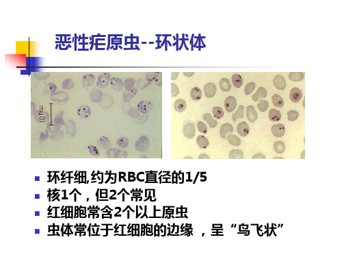 疟原虫形态恶性疟