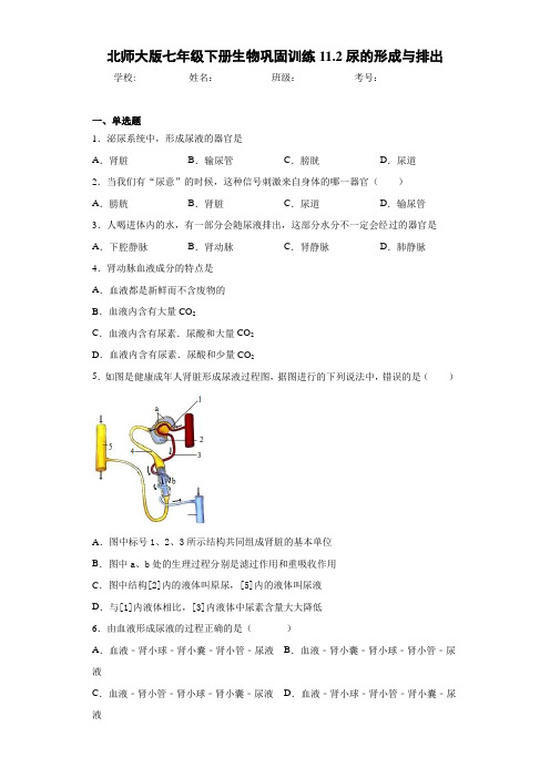 北师大版七年级下册生物巩固训练11.2尿的形成与排出