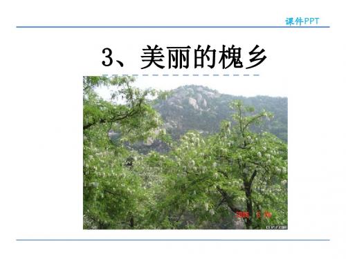 2019年春季最新鄂教版三年级下册语文3 美丽的槐乡 课件(共31张ppt)