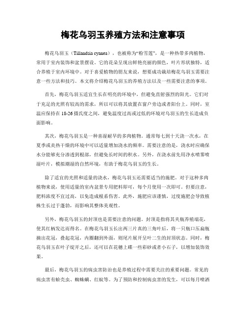 梅花乌羽玉养殖方法和注意事项