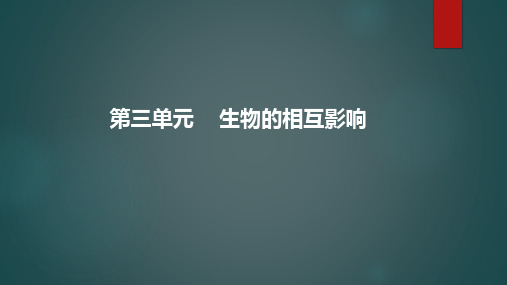 冀教版三年级下册科学10.蜜蜂传粉(PPT)