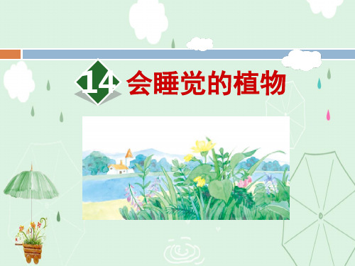 《会睡觉的植物》PPT