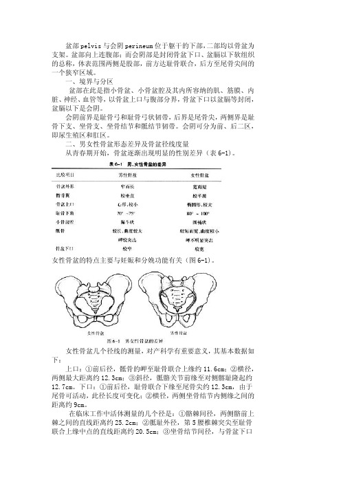 实地解剖学 盆部