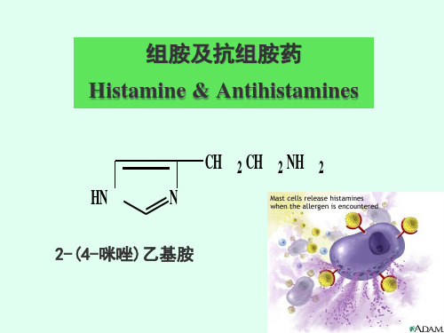 29组胺及抗组胺药ppt-PowerPoint演示文