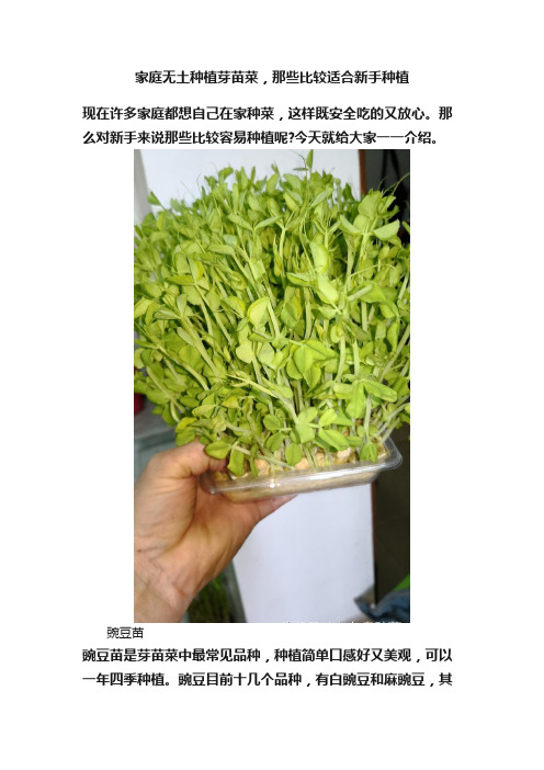 家庭无土种植芽苗菜，那些比较适合新手种植