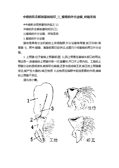 中蜂的形态解剖基础知识_三_蜜蜂的外分泌腺_呼吸系统