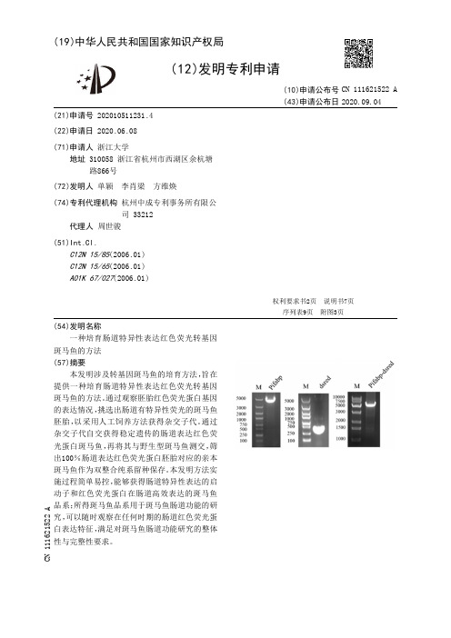 一种培育肠道特异性表达红色荧光转基因斑马鱼的方法[发明专利]