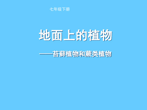 苏科版七年级下册生物 11.1地面上的植物 课件   (共18张PPT)