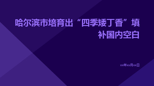 哈尔滨市培育出“四季矮丁香”填补国内空白