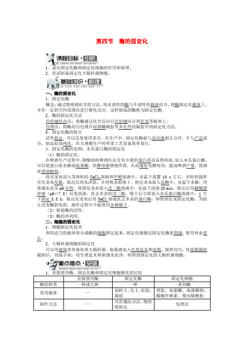 高中生物第三章酶的制备及活力测第四节酶的固定化学案中图版选修1