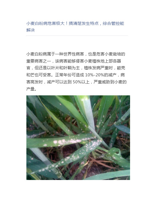 【农业】小麦白粉病危害极大搞清楚发生特点,综合管控能解决